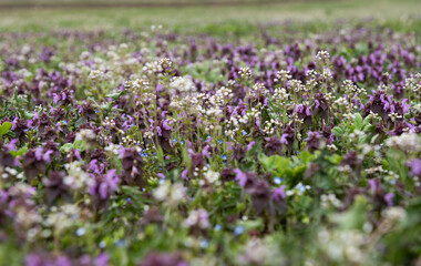 wild meadow flowers in the meadow in spring
