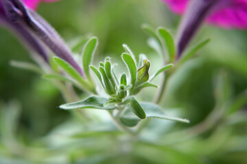 Garden petunia bud close-up