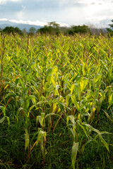 Fototapeta premium The grown corn is not beautiful because of plant disease.