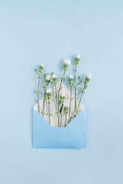Fototapeta Minimal newsletter email concept made of blue envelope with white summer flowers on bright background. Send message creative idea. Blue aesthetic with copy space.