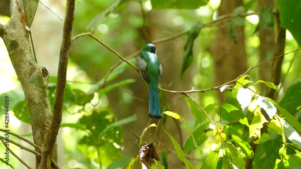 Poster back view of colorful bird on green defocused background static shot