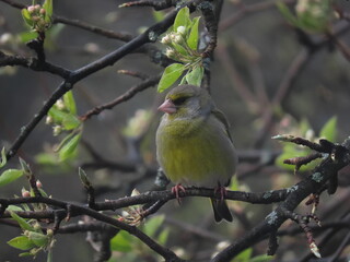 European greenfinch (Chloris chloris) perched on a snowy tree branch during a snowy cold day.