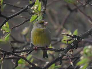 European greenfinch (Chloris chloris) perched on a snowy tree branch during a snowy cold day.