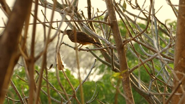 Majestic Chimango Caracara bird looking for prey on small tree branch