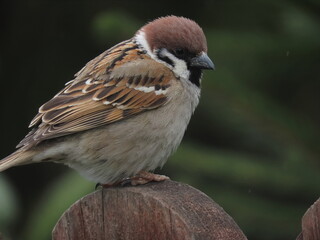House sparrow (Passer domesticus) standing on a fence in front of a blurry natural green. Common bird standing in a village.