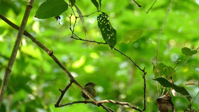Majestic female bird of Lance Tailed Manakin in green forest surroundings