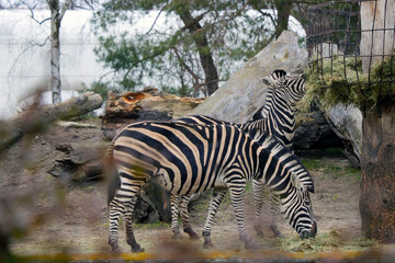 View of two adult zebras eating grass.