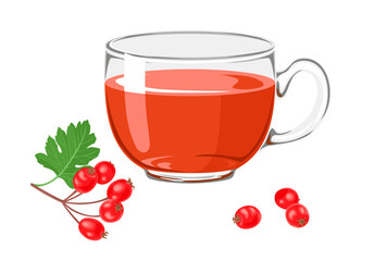 Tea with Hawthorn berry  in glass. Branch with red berries and green leaves. Vector illustration of herbal hot drink in cartoon flat simple style.