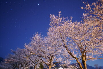 Fototapeta na wymiar 月明り、星あかりと満開の夜桜