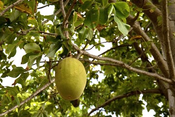 View of Baobab Fruit. Chole Island. Tanzania. Africa.