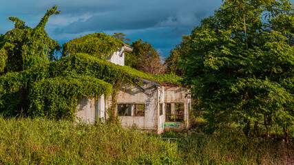Overgrown ivy on old abandoned house. Ivy Covered Cabin