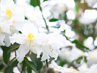 The beautiful spring or summer background of the white azalea flower in full bloom with the space for your text. Selective focus. Beautiful blur.