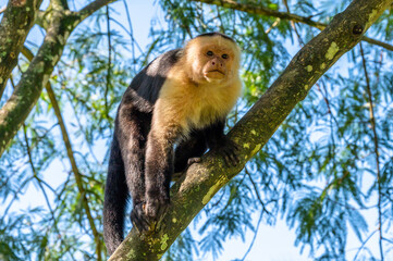 Naklejka na ściany i meble White-headed Capuchin, black monkey sitting on the tree branch in the dark tropical forest. Cebus capucinus in gree tropic vegetation. Animal in the nature habitat.