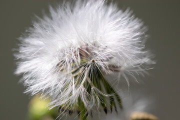 dandelion flower seeds, flying seeds when you blow.