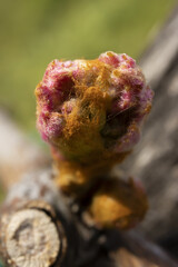 Vine Leaves Bud  in Opening Phase