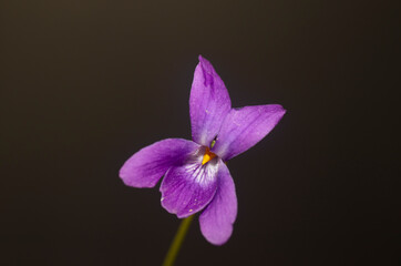 Viola riviniana, the common dog-violet, is a species of the genus Viola native to Eurasia and Africa. purple wildflower.
