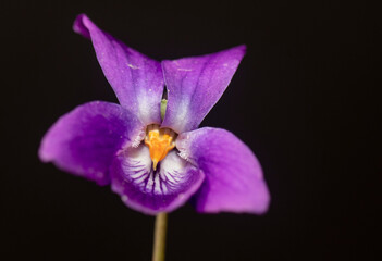 Obraz premium Viola riviniana, the common dog-violet, is a species of the genus Viola native to Eurasia and Africa. purple wildflower.