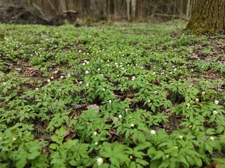 Anemone nemorosa