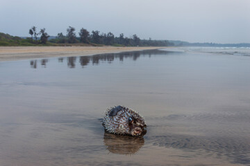 Puffer fish or blowfish on Kachare beach, Ratnagiri, Maharashtra, India.