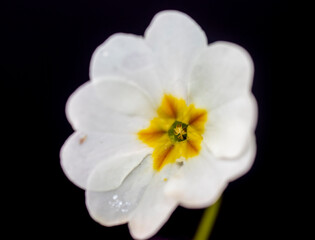 Fototapeta na wymiar Primula blooming in March, white in color