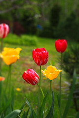 Obraz premium Tulip on natural blurred background. delicate tulip flower with petals and bright green leaves.