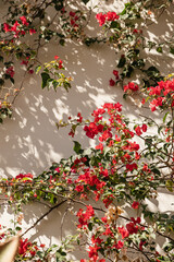 Fototapeta na wymiar Red flowers on beige wall with sunlight shadows. Aesthetic summer floral background composition