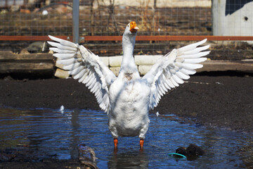 A white goose flaps its wings while standing in a puddle in a bird pen.