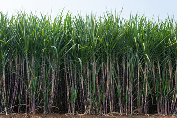 Sugarcane field with full grown crop, Kolhapur, Maharashtra, India.
