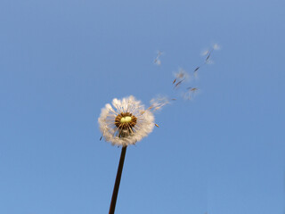 Dandelion clocks against a blue sky with seeds dispersed by the wind 