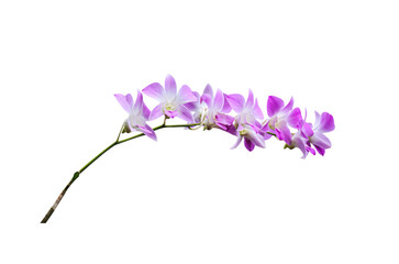 White orchids with purple striped blooming in nature garden isolated on white background
