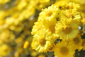 Yellow chrysanthemum flowers blooming in garden background