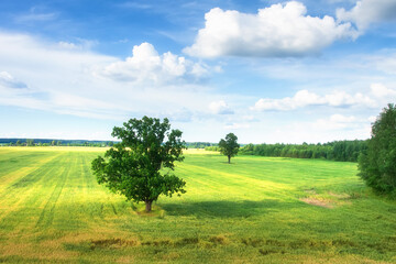 Summer landscape. Beautiful aerial view of green meadow. Cloudy sky above field. Trees in field.