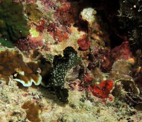 A Elysia Marginata nudibranch crawling Cebu Philippines 