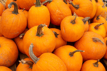a lot of mini pumpkin at outdoor farmers market