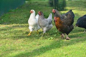 Funny chickens running outdoors
