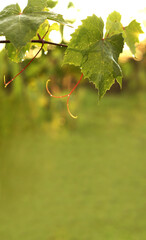 green vine leaves on a sunset background. cozy warm landscape