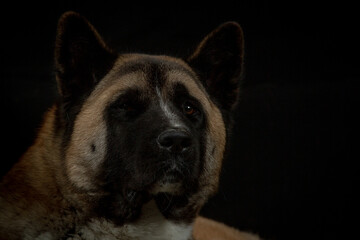 Portrait of American Akita dog on black background