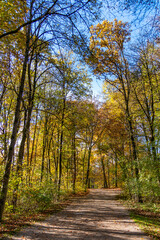 Obraz premium Woodland path in autumn