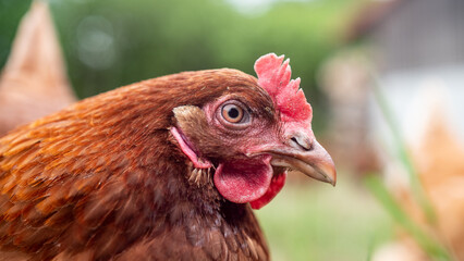 Huhn/Henne - Close Up Portrait