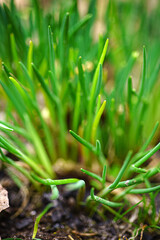 young green onion in the garden