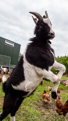 Springende Ziege jumping Goat  © BERCA
