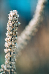 dry flowers in the garden