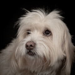 Portrait of dog on black background
