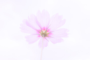 フンワリした雰囲気のコスモス