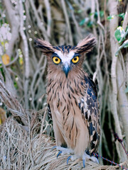 Eyes of The Buffy Fish Owl, Ketupa Ketupu at Gembira Loka Zoo Yogyakarta