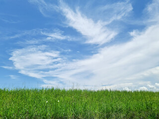 Fototapeta na wymiar Green meadow and blue sky summer landscape background