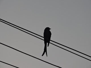 silhouette of a (double-tailed )bird, black drongo 