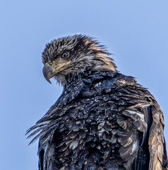 Juvenile Bald Eagle sitting on its perch looking for a meal in Alaska