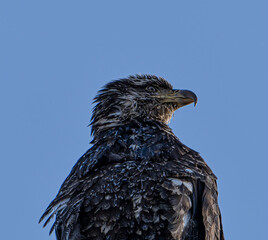 Juvenile Bald Eagle sitting on its perch looking for a meal in Alaska