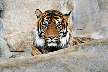 Sibirischer Tiger